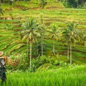 Bali, rizière en terrasse