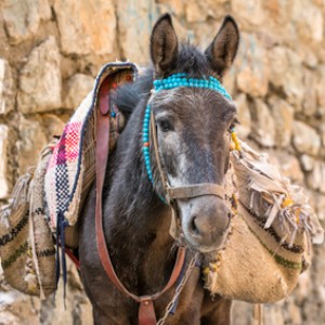 Portrait of a donkey with bags in Iran